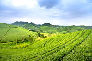 Credit pentru fermieri cu garanție teren agricol